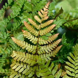 Autumn Fern